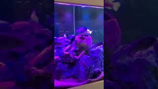 😀 የባህር ፈረስ ሉክሰምበርግ አኳሪየም Luxembourgquots Aquarium includs Sea horse [upl. by Ennahtur559]