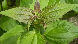 How to use Chromolaena odorata Awolowo Leaf [upl. by Esyak89]