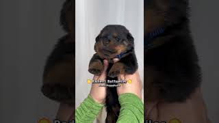 Watch This Rottweiler Pups Cutest Moments pitbull dogbreed pitbullsofficial shorts [upl. by Buskirk]