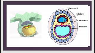 Le Tube Neural TN Gastrulation Neurulation Embryogenèse Plaque neurale Embryon 1 2 3 semaines 3 mn [upl. by Attennot452]