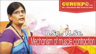 Mechanism of muscle contraction BSc MSc Lecture by Dr Priyanka Dadupanthi [upl. by Eelegna566]