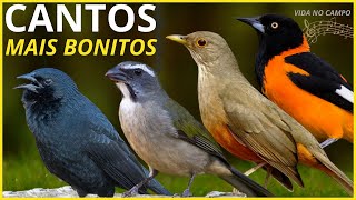 50 Cantos De Aves quotMAIS BONITOSquot Do BRASIL [upl. by Keon]