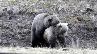 Mating Grizzly Bears [upl. by Einot]