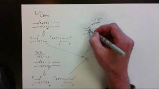 Restriction Endonucleases vid 2 [upl. by Calla226]