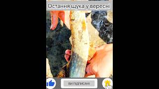 Остання щука у вересні на міні річці fishing fish shorts short respect pikes autum [upl. by Cymbre]