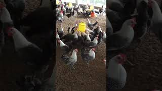 Chicken poultry farm sonali murgi dim farm faumi murgi palon poddoti reviewbangladesh najmul [upl. by Koh]