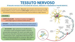 IL TESSUTO NERVOSO IN 4 MINUTI [upl. by Rinee859]