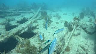 Bluehead Wrasse cleaning Bar Jacks [upl. by Benedict]