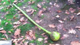 Gourds 6FeetTall Grown on Lawn Trees [upl. by Adnov]