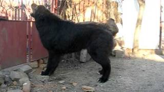 Romanian Raven Shepherd Dog  75 months  Ciobanesc corb [upl. by Seessel]