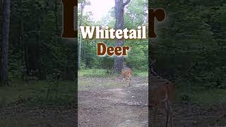 Buck Of The Day whitetaildeer wildlife entertainment [upl. by Zandt656]