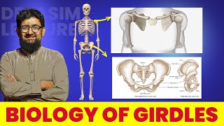 Biology of Girdles  Hindi  Urdu [upl. by Enyawed500]