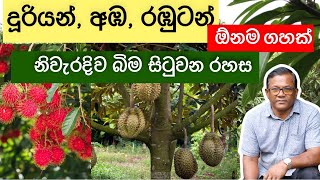 පොඩි ඉඩක ඉක්මනින් ඵල දරන්න මේ විදියට බිම හිටවන්න  Growing Tips  Ceylon Agri  Episode193 [upl. by Yttocs431]