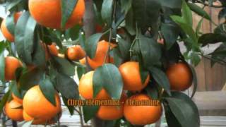 Kumquat Clementine Mandarine  Zitruspflanzen bei wwwfloratoskanacom [upl. by Laural]