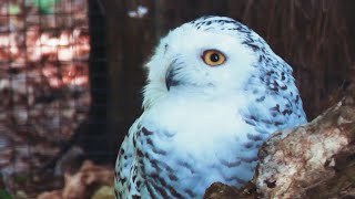 Snowy Owl x Verreauxs Eagle Owl  4K [upl. by Darej]