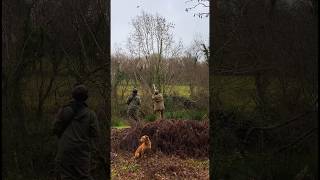 Incoming One of my all time favourite videos of Otter the labrador at work for all your newbies [upl. by Mclain370]