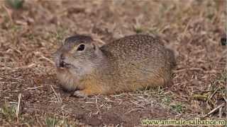 Popandau la vizuina  European ground squirrel Citellus citellus [upl. by Drofnats]