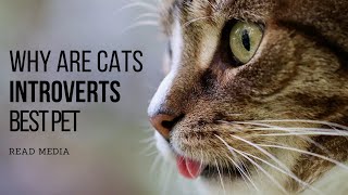 Why Are Cats Introverts best pet  Introverts  Read Media [upl. by Nalla]