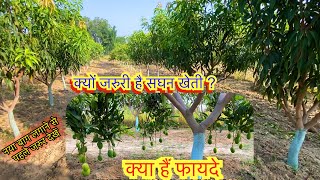 Why High Density Mango Planting  आम की सघन बागवानी ही क्यों agriculture farming [upl. by Ebocaj]