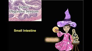 Lower Digestive System The Small Intestine [upl. by Aivata]