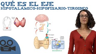 Qué es el Eje hipotalámicohipofisariotiroideo [upl. by Galen277]