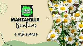 PROPIEDADES Y BENEFICIOS DE LA MANZANILLA ‐ PLANTAS SANADORAS [upl. by Adda330]