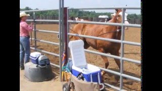 Clinton Anderson Downunder Horsemanship 10 day clinic in 2007 Part 3 of 4 [upl. by Pape]