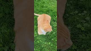 Loaf of cat 😂 yt cat cute furbaby furmum [upl. by Howlond]