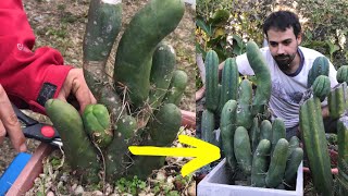 CULTIVO del CACTUS P3N3  TBM Trichocereus bridgesii monstrose [upl. by Teferi]