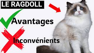 Ne Choisissez Pas un CHAT RAGDOLL Sans Voir Ceci   Avantages et Inconvénients [upl. by Rhiana710]