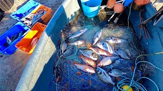 BIG CATCH OF FISH on my Birthday  Commercial Gill Netting in a 12 foot Boat  Prize Fish [upl. by Adnamas]