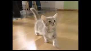 Meow Miau Cute Kitty and Cat Compilation [upl. by Assiluy]