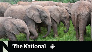 Getting orphaned elephants back in the wild [upl. by Slack]