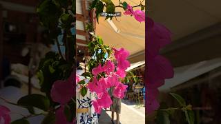 greece souvenir shopping street travel tourist europe trending dress beautiful flowers [upl. by Siraved]