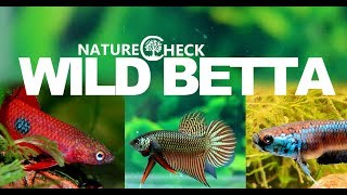 Wild Betta  20 Kampffisch Wildformen [upl. by Aneeuqal408]