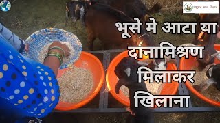 बकरियों को भूसे में आटा या दानामिश्रण मिलाकर खिलाना goat nutrition goatfarming livestock [upl. by Luwana]