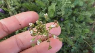 Capsella bursapastoris known by its common name shepherds purse [upl. by Danila674]