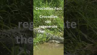 Cool facts about crocodile shortsviral [upl. by Radnaskela]