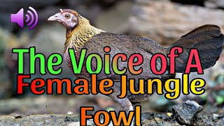 WILD FEMALE CHICKEN SOUND [upl. by Junia]