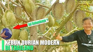 Perbedaan Kebun Durian Thailand dan Indonesia Pantesan Indonesia Kalah [upl. by Earlie9]