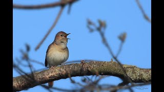 Der Gesang der Nachtigall [upl. by Cornel]