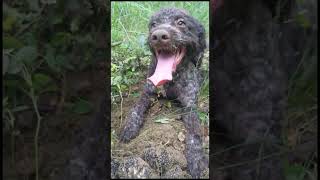 Lagotto Total Truffle Triumph [upl. by Bbor]