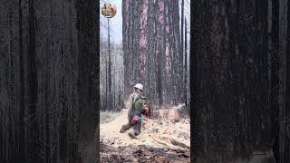 Warning tree sawing is dangerous wood woodworking amazing chainsaw machine farming [upl. by Cochran]