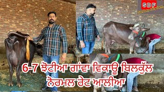 16 September 2024 ਫੋਨ 9056650008 👈 67 ਝੋਟੀਆ ਵੈੜਾ ਵਿਕਾਊ ਸੱਜਰ ਸੂਈਆ [upl. by Odnama]