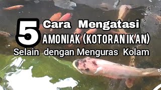 5 Cara Mengatasi Amoniak Kotoran Ikan Selain dengan Menguras [upl. by Lairea152]