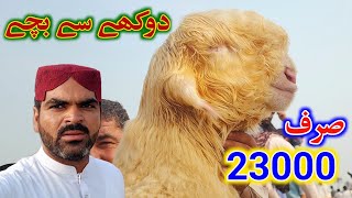 Dera Ghazi khan may sasti bheron ki mandi kab lagti hai  Mundra goat farm 7 August 2024 [upl. by Atiuqehc]