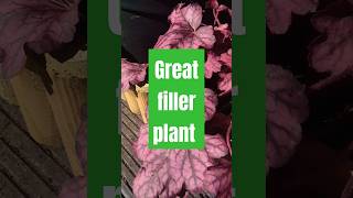 Great Tropical Look filler plant  Heuchera Wild Rose plants shorts gardendesign [upl. by Aicilas]