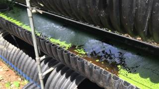 What is Bioponics How it Compares to Hydroponics and Aquaponics [upl. by Norvin535]