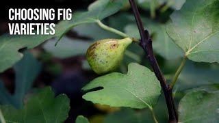 From One Fig Tree to Hundreds Lessons on Choosing the Right Variety [upl. by Clement]