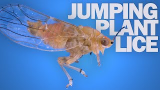 Jumping Plant Lice The Fastest FrontFlipping Insects [upl. by Azeria]